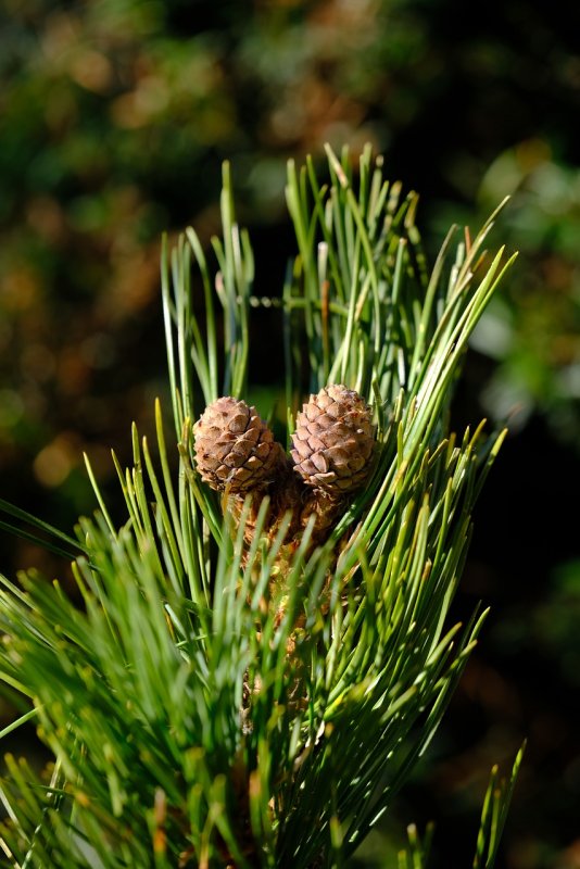 Pinus pinea хвоя