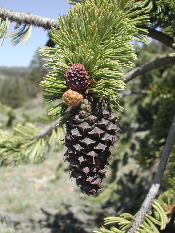 Pinus aristata