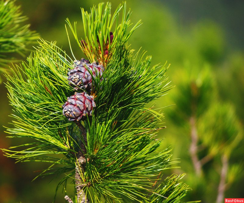 Сосной сибирской (Pinus sibirica)