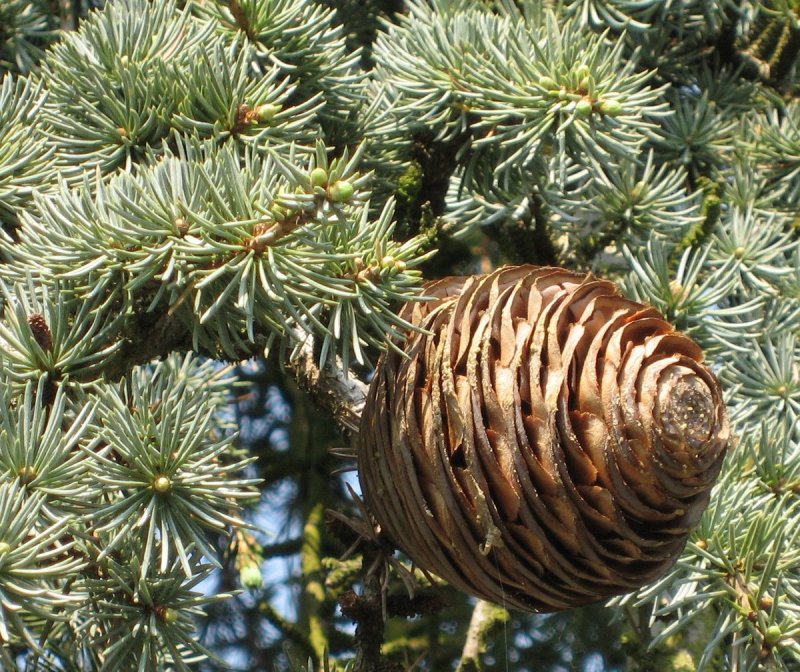 Cedrus libani 'Atlantica'