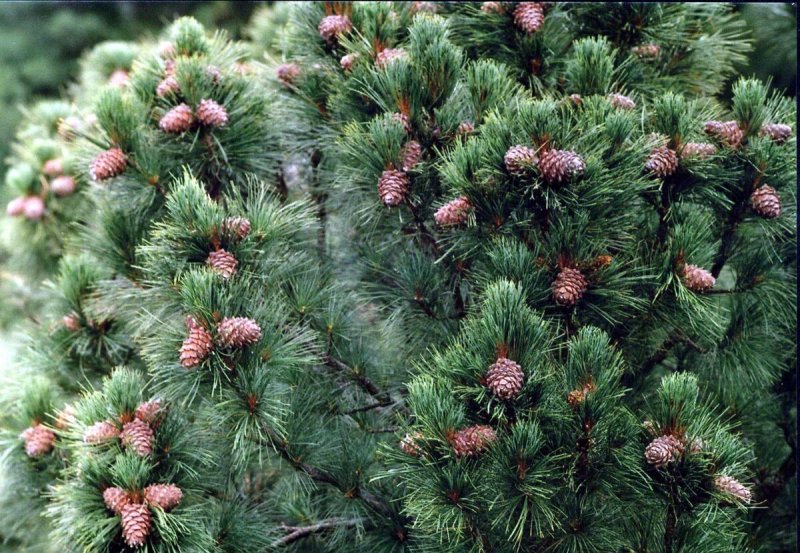 Кедр Сибирский Pinus sibirica