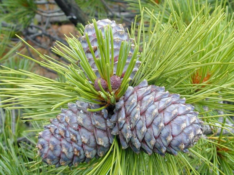 Сосна Сибирская Кедровая Pinus Cembra