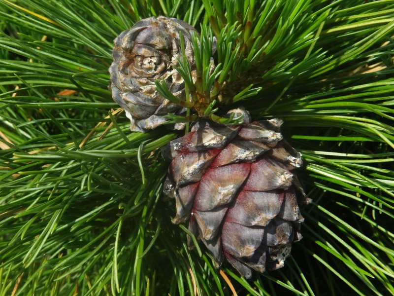Сосна Кедровая Сибирская/Pinus sibirica