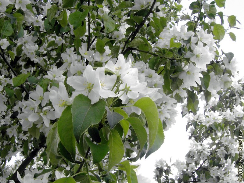 МЦ. Фотины (Светланы) самаряныни,