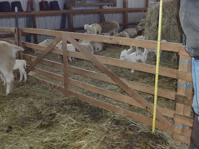 Sheep Barn Layout
