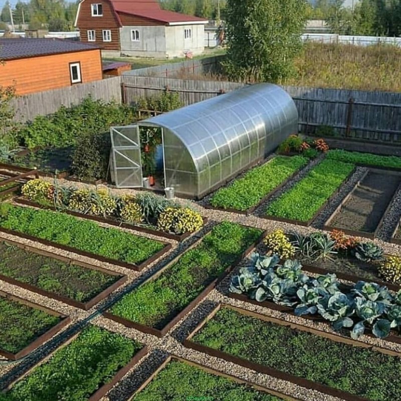 Клумба у теплицы (78 фото)
