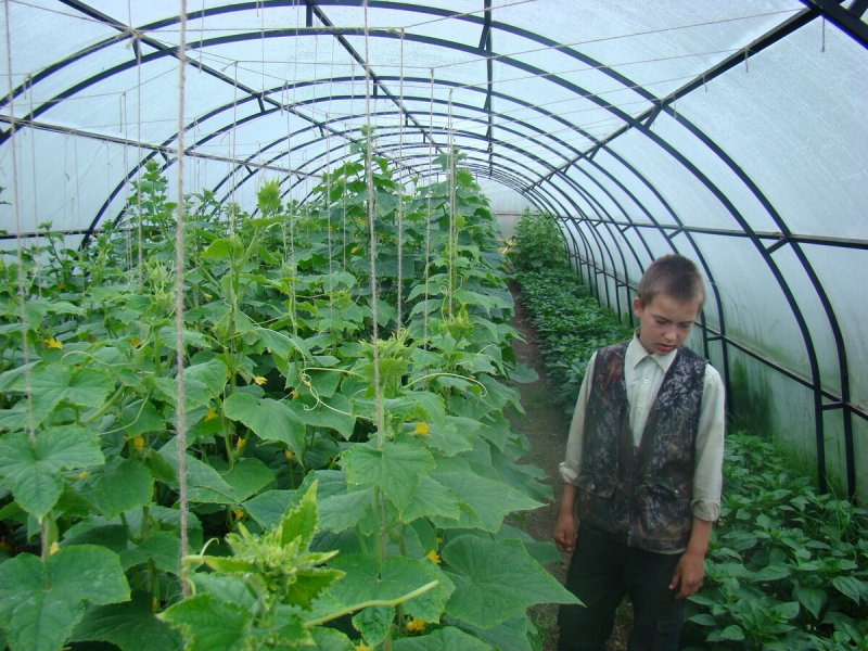 Теплица с огурцами