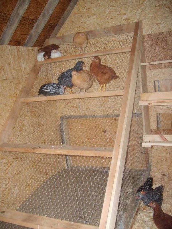 Насесты для 10 кур несушек