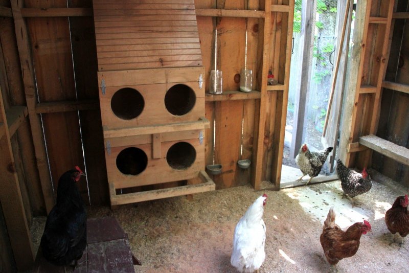 Курятник из гипсокартона