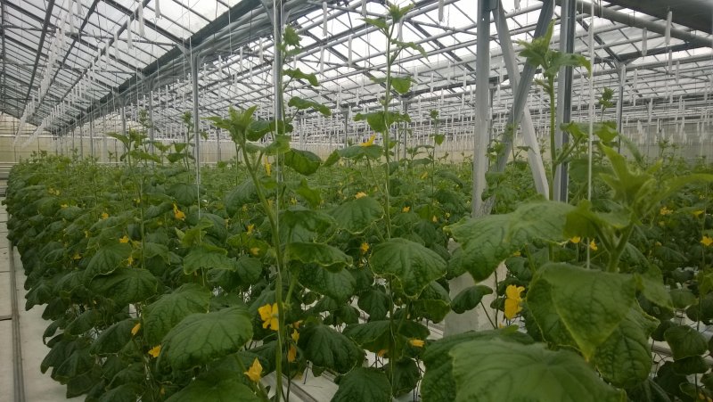 Опора для огурцов в теплице из поликарбоната