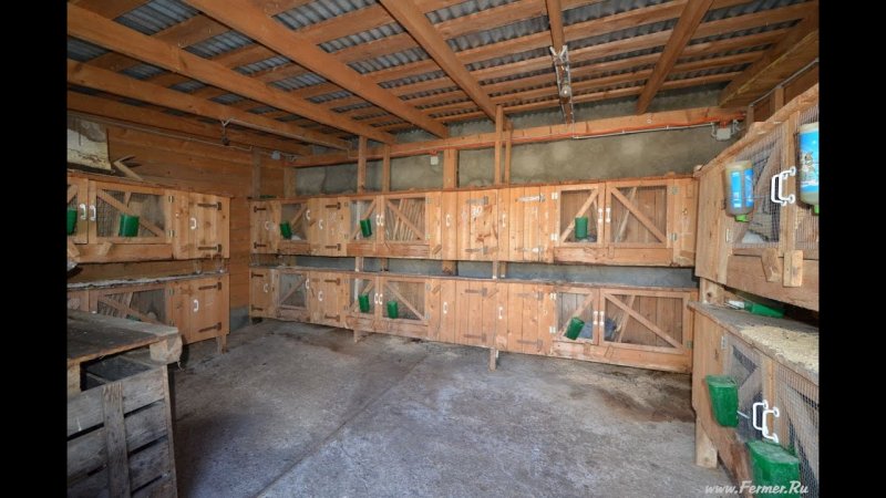 Курятник Китай