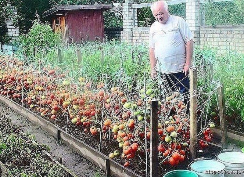 Красивые грядки с помидорами