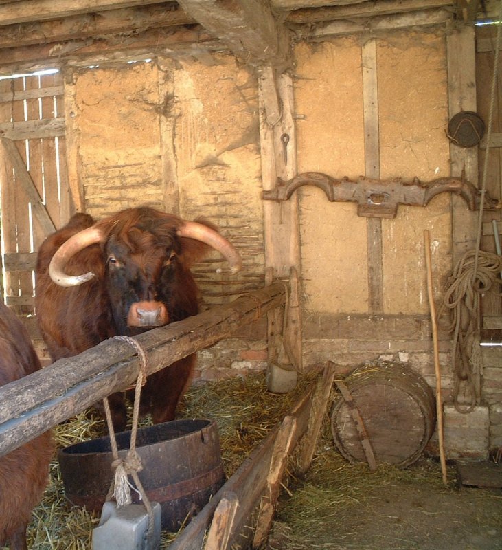 Хлев для телят