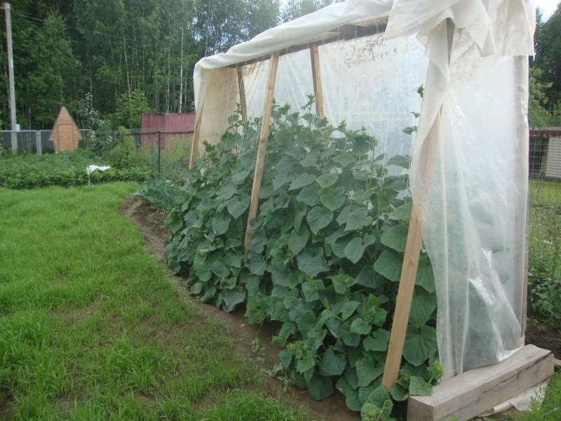 Парник для огурцов