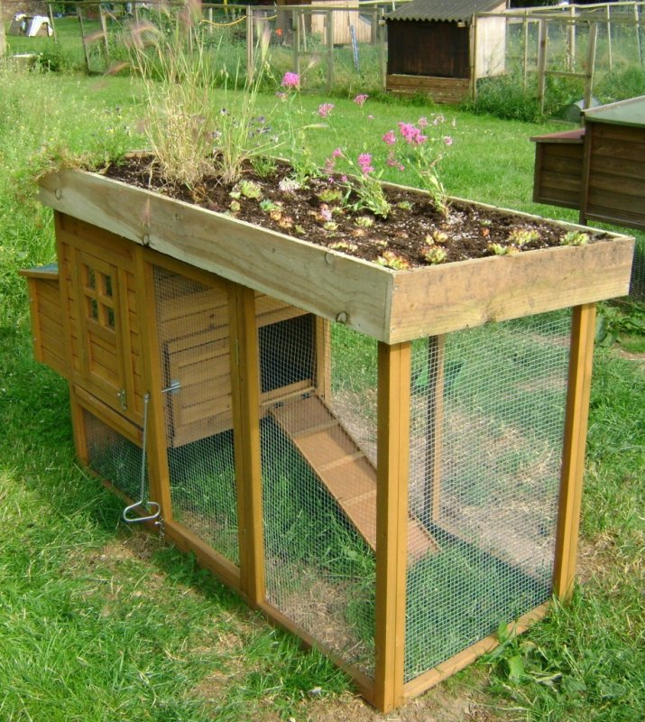 Дачный курятник
