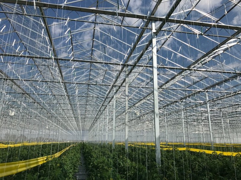 Теплица Greenhouse Израиль