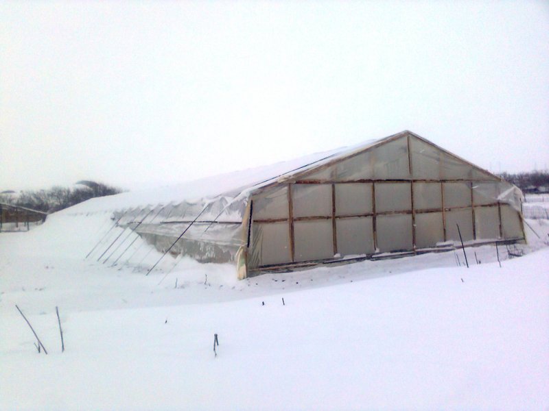 Greenhouse film in Rolls