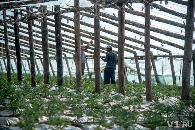 Китайские теплицы в России