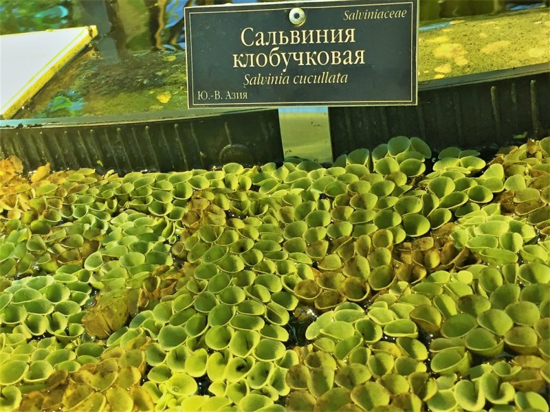 Викторная оранжерея Аптекарский
