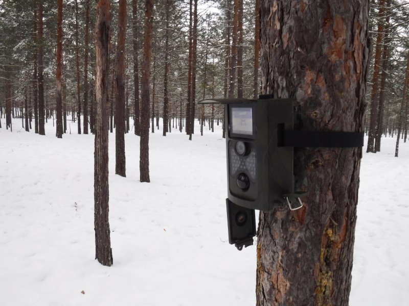 Определитель фотоловушек в лесу