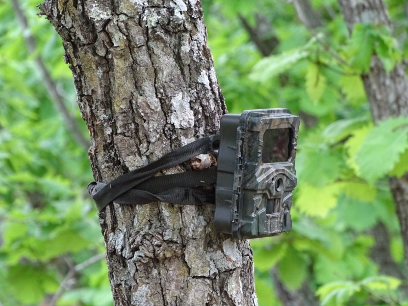 Фотоловушка Barrel