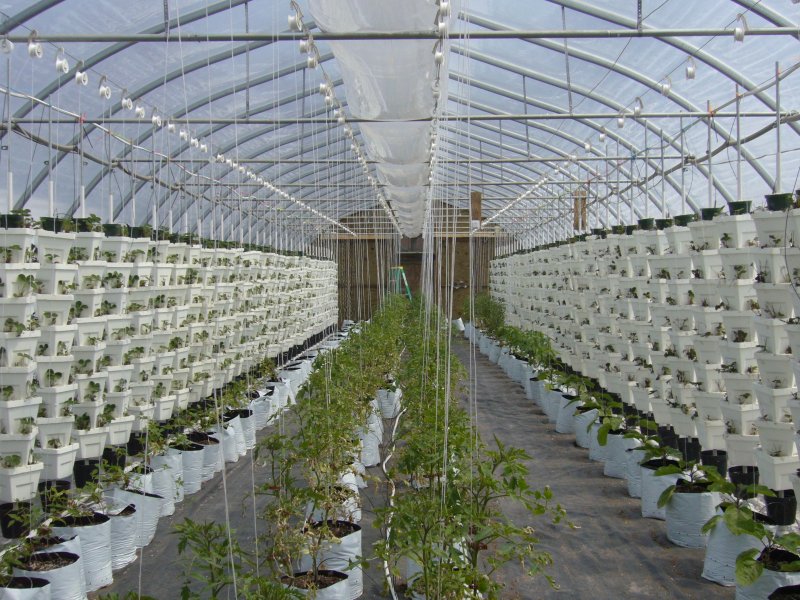 Green House гидропоника