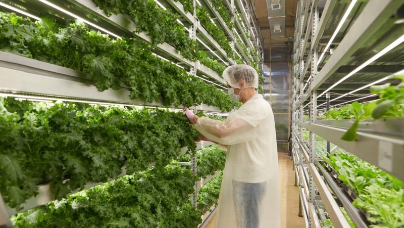 Сити фермы IFARM