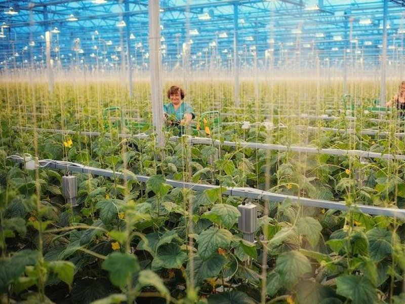 ООО «тепличный комплекс «”Агропарк”