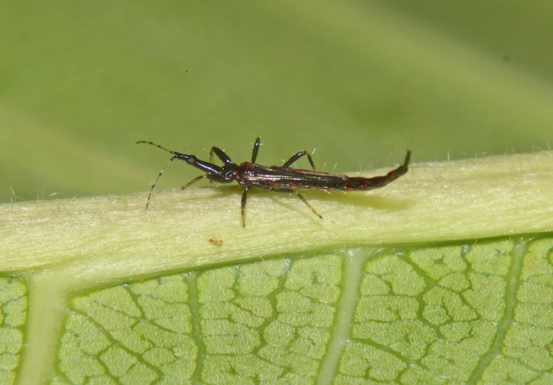 Пшеничный трипс (haplothrips tritici Kurd.)