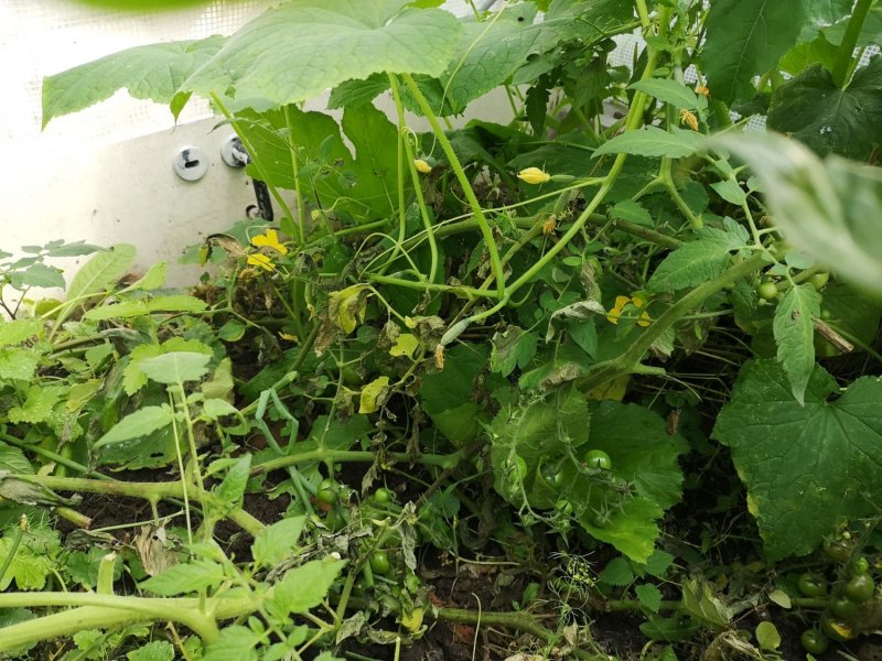 Размножение коровки циклонеды в теплице с огурцами