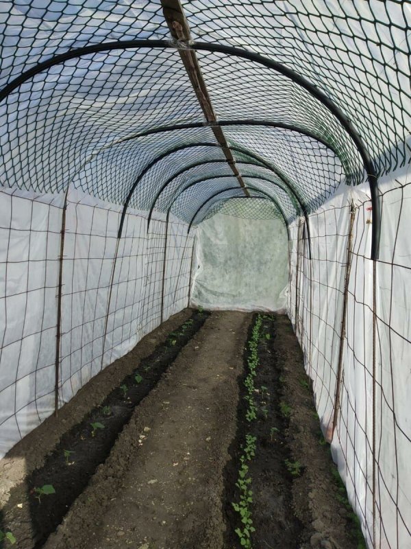 Теплица под огурцы
