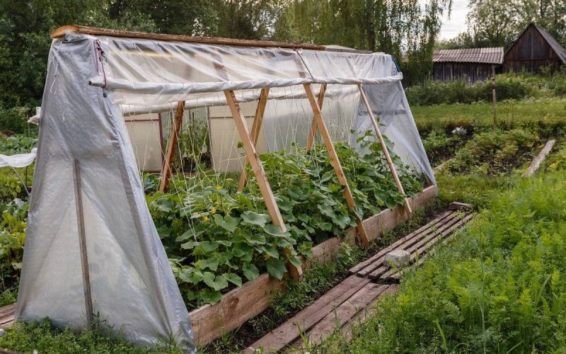 Парник для огурцов