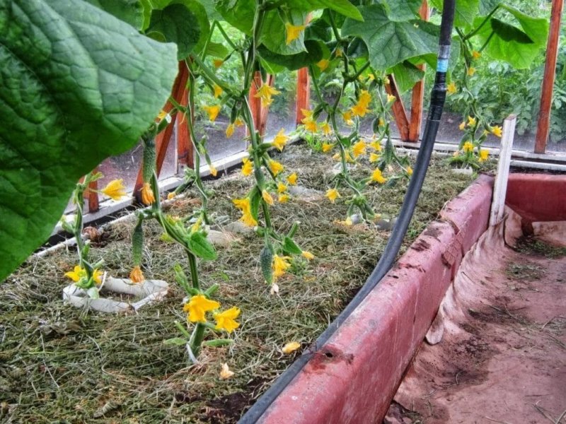 Огурцы в теплице из поликарбоната