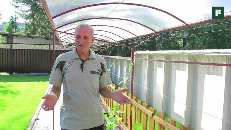 Защита из поликарбоната для винограда