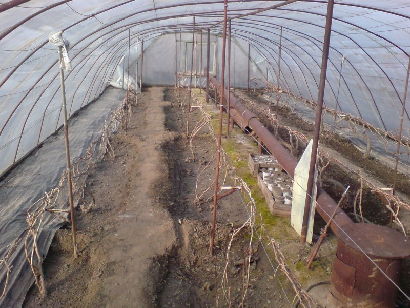 Теплица для винограда