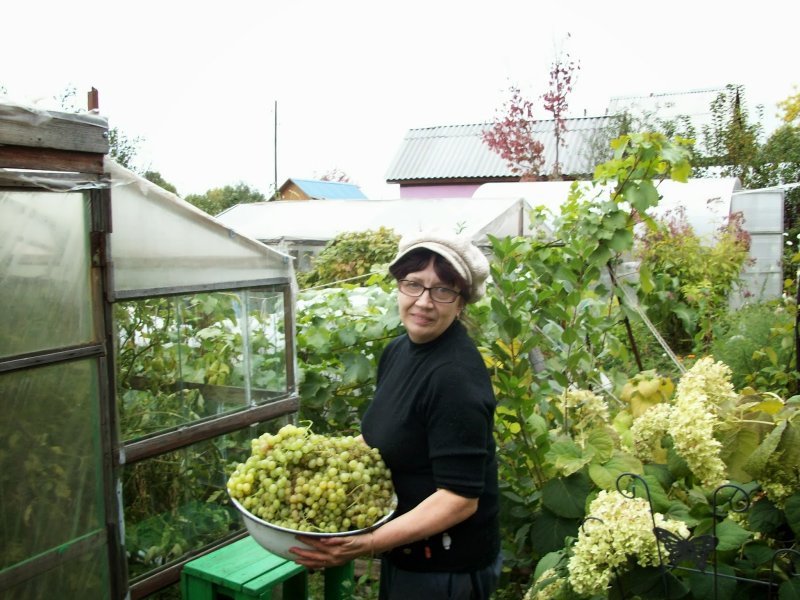 Виноград в теплице в Сибири