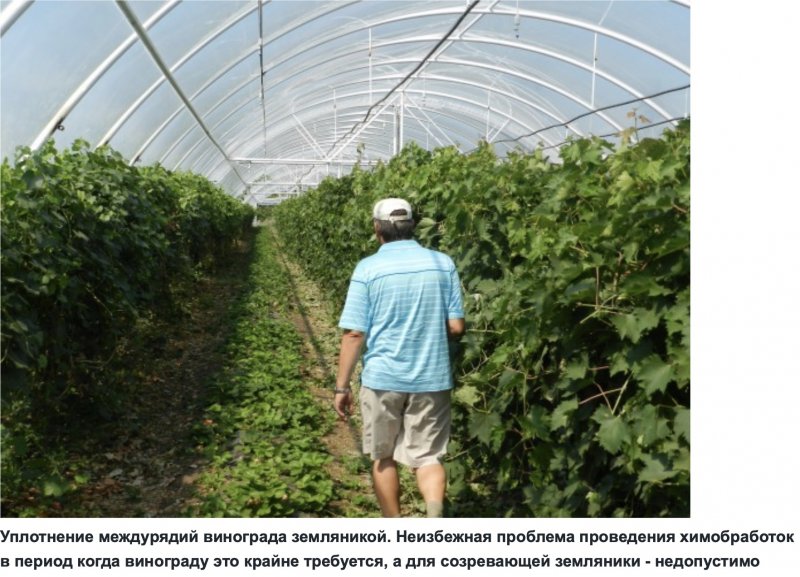Виноградная теплица Дерюгина