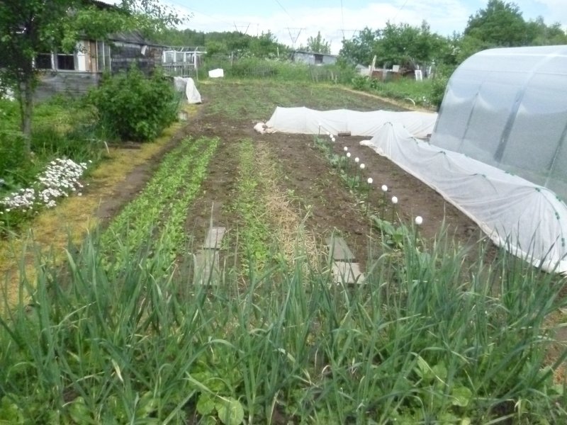 Парник в огороде