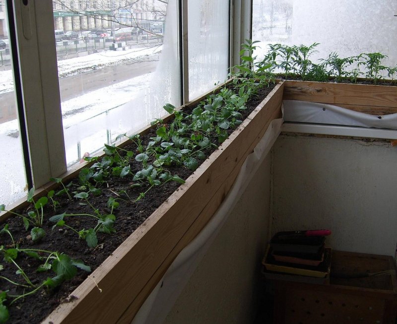 Мини умная теплица Greenhouse