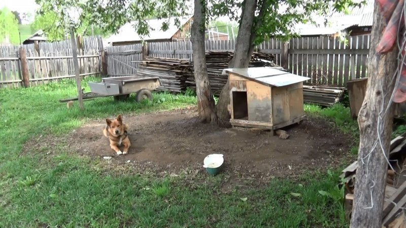 Будка для собаки во дворе