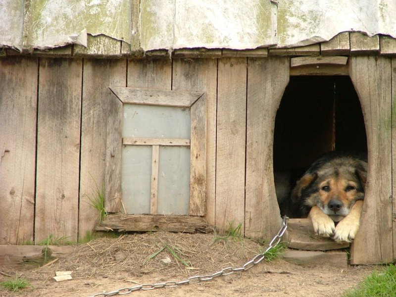 Собака в будке на цепи