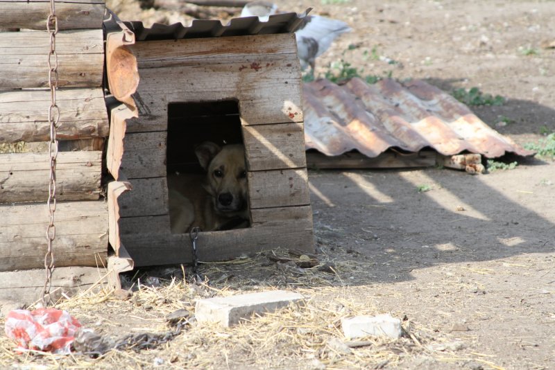 Собака в будке в деревне