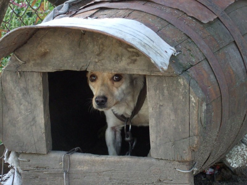 Пес в будке