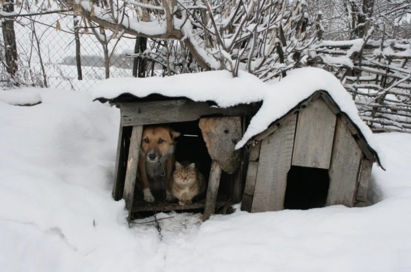 Конура зимой