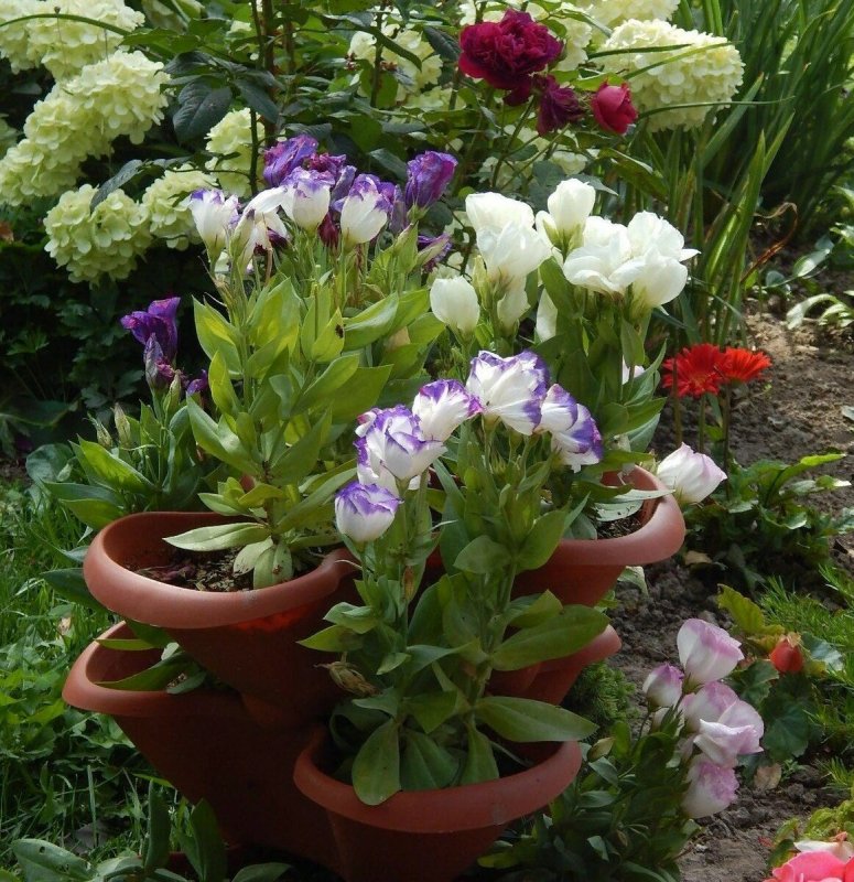 Эустома (Lisianthus)