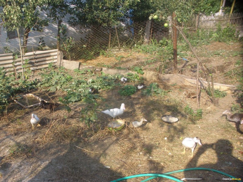 Индоутки птичник