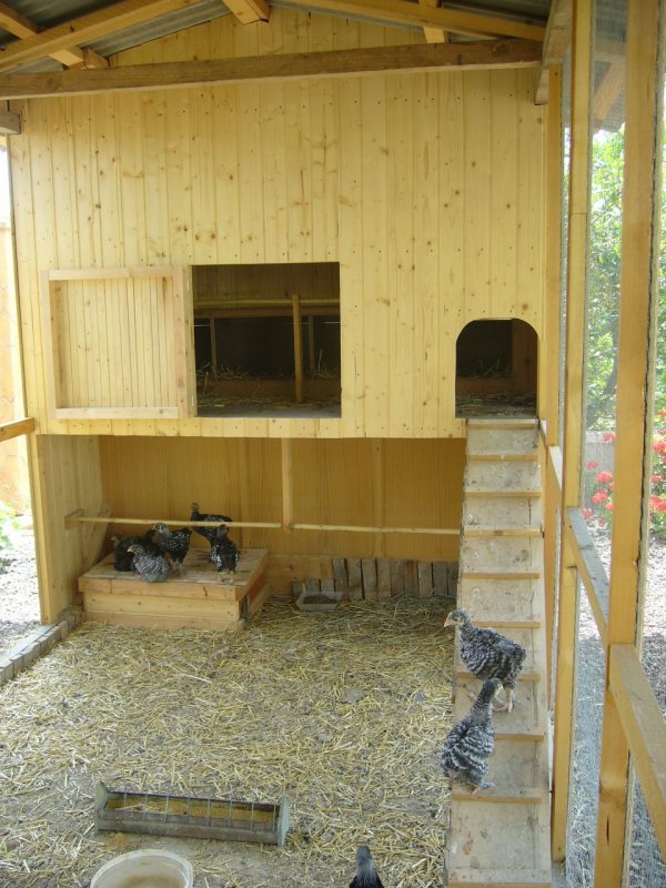 Курятник в сарае