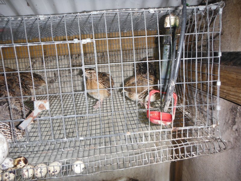 Комната с клетками из под перепелок