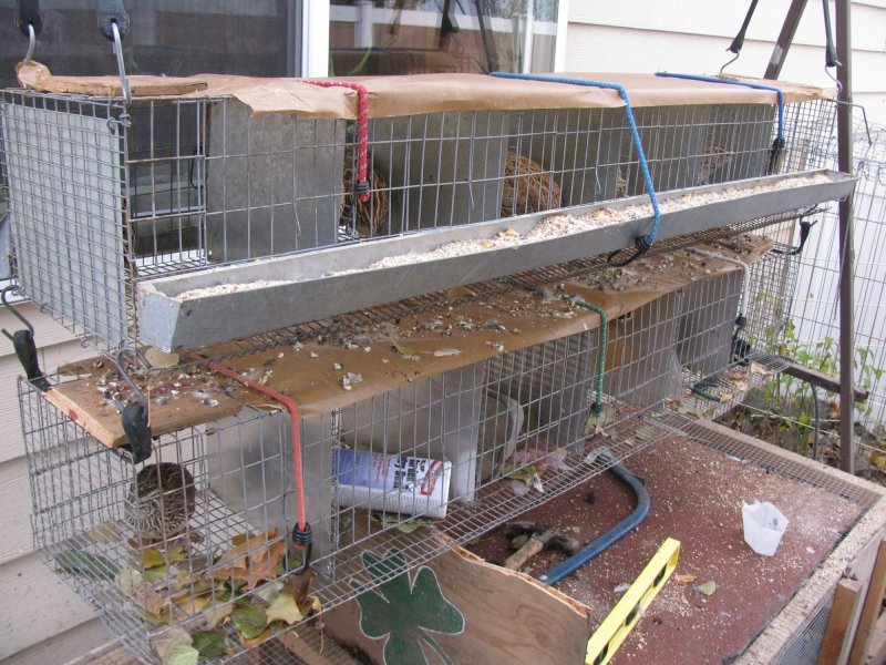Quail Cage Blueprint