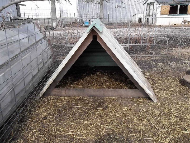 Курятник Золотухина